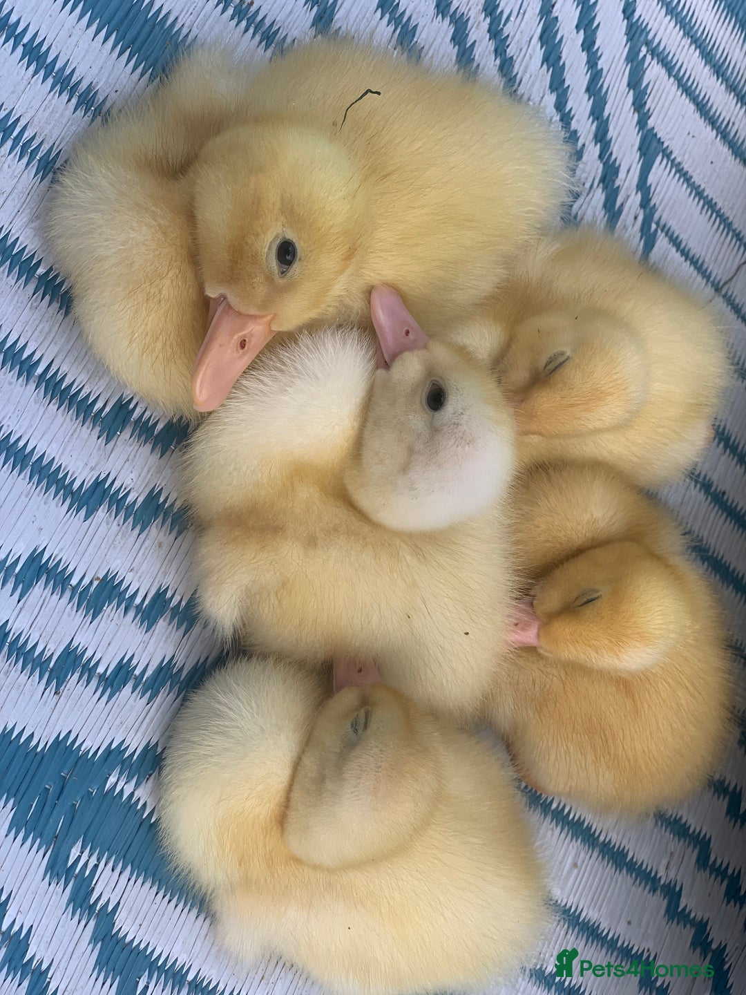 Ducks poultry for sale: 5 unsexed ducklings for sale.  - Image 1