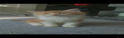 Mixed Breed cats for sale: 5 mixed ginger and calico kittens - Advert 3