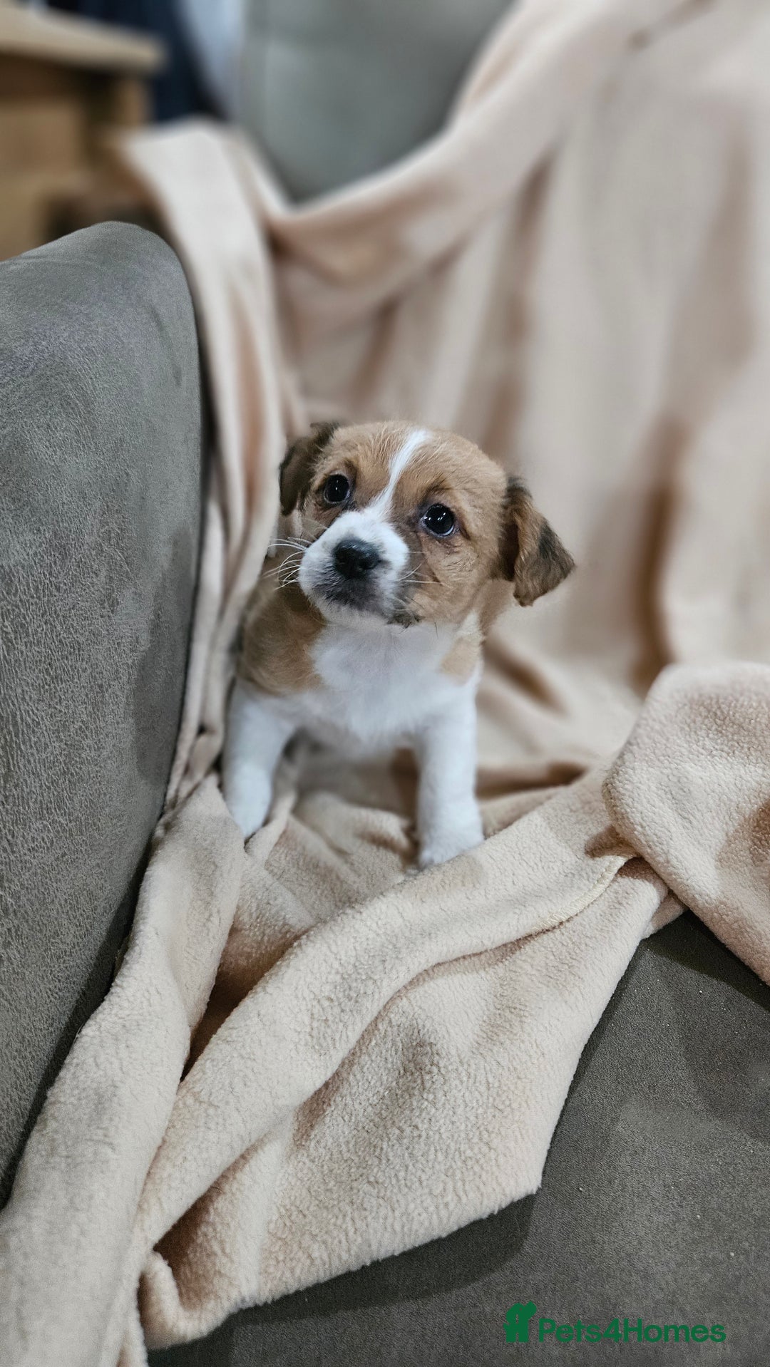 Mixed Breed dogs for sale: Shitzu cross jack Russell  - Advert 3