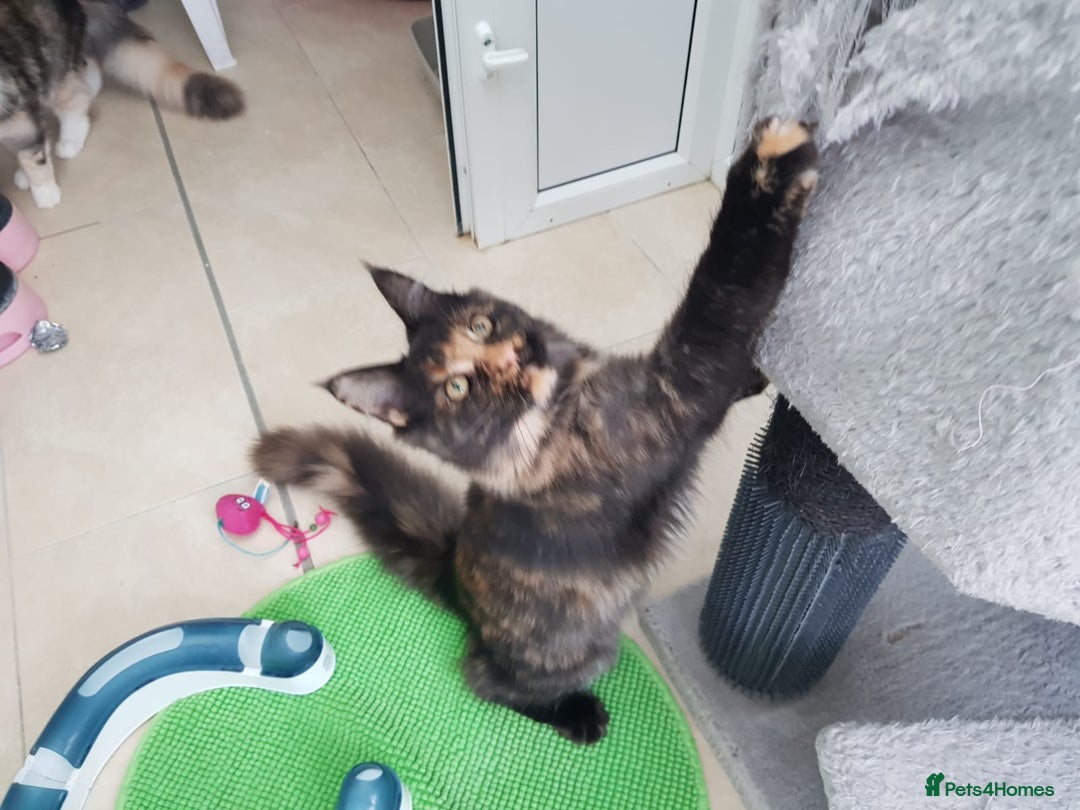 Maine Coon cats for sale: Beautiful Maine coon girl - Advert 3