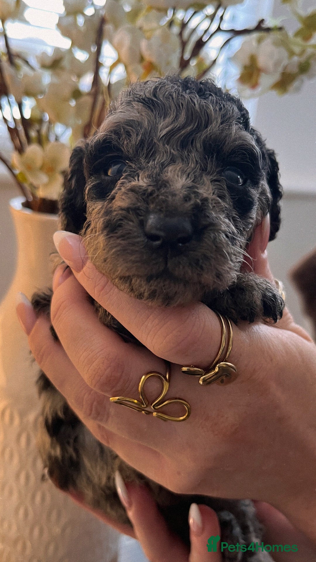 Cockapoo dogs for sale: Cockapoo puppies  - Advert 9