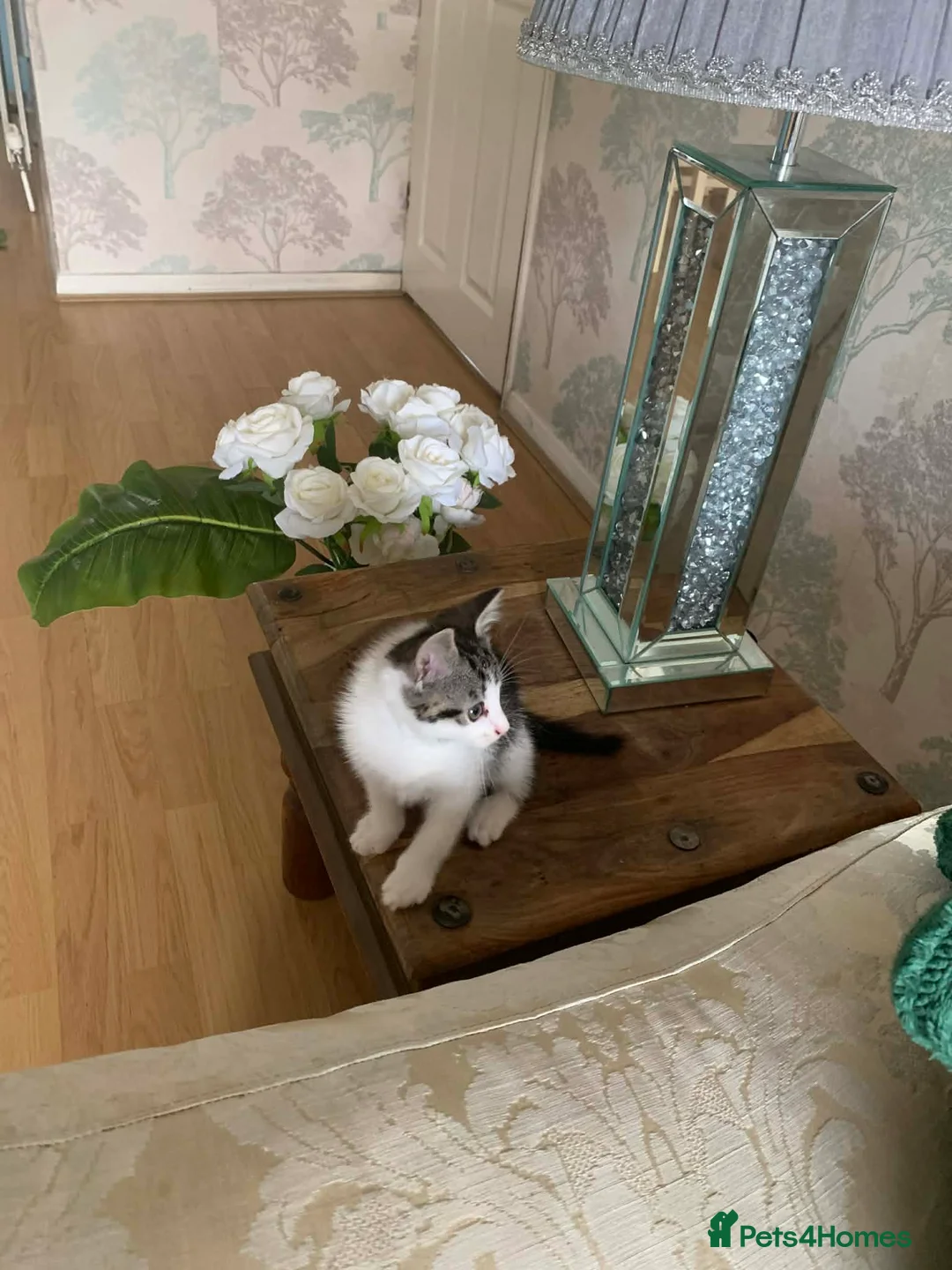 Turkish Angora cats for sale: Turkish Agonda kittens in Maidenhead - Advert 2