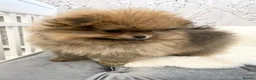 Pomeranian dogs for sale: OUTSTANDING KC BOYS AVALIBLE  in Brighton - Advert 12