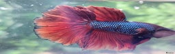 Bettas fish for sale: Broadheath Bettas  - Advert 13