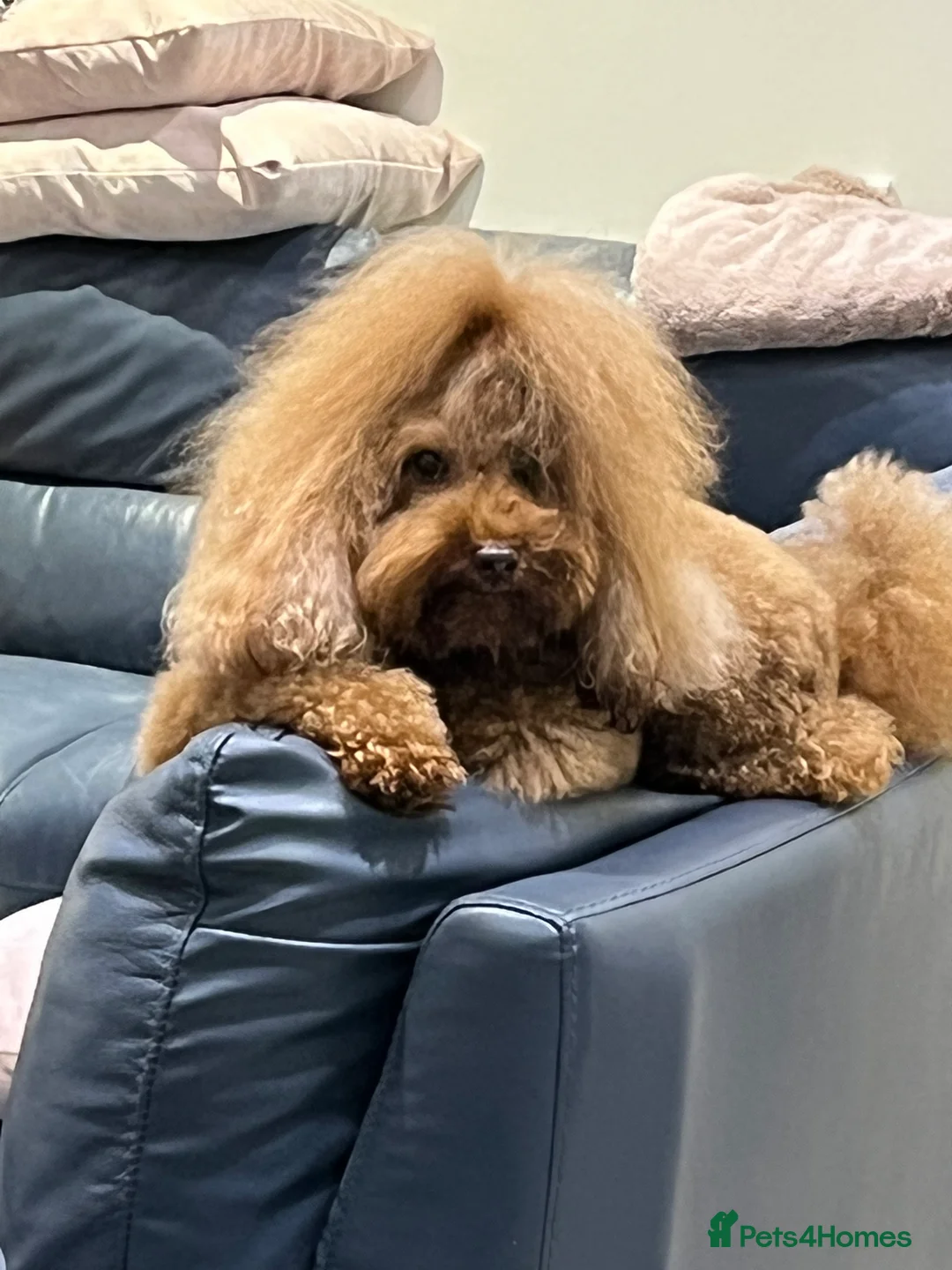 Gallery Image {{count}}