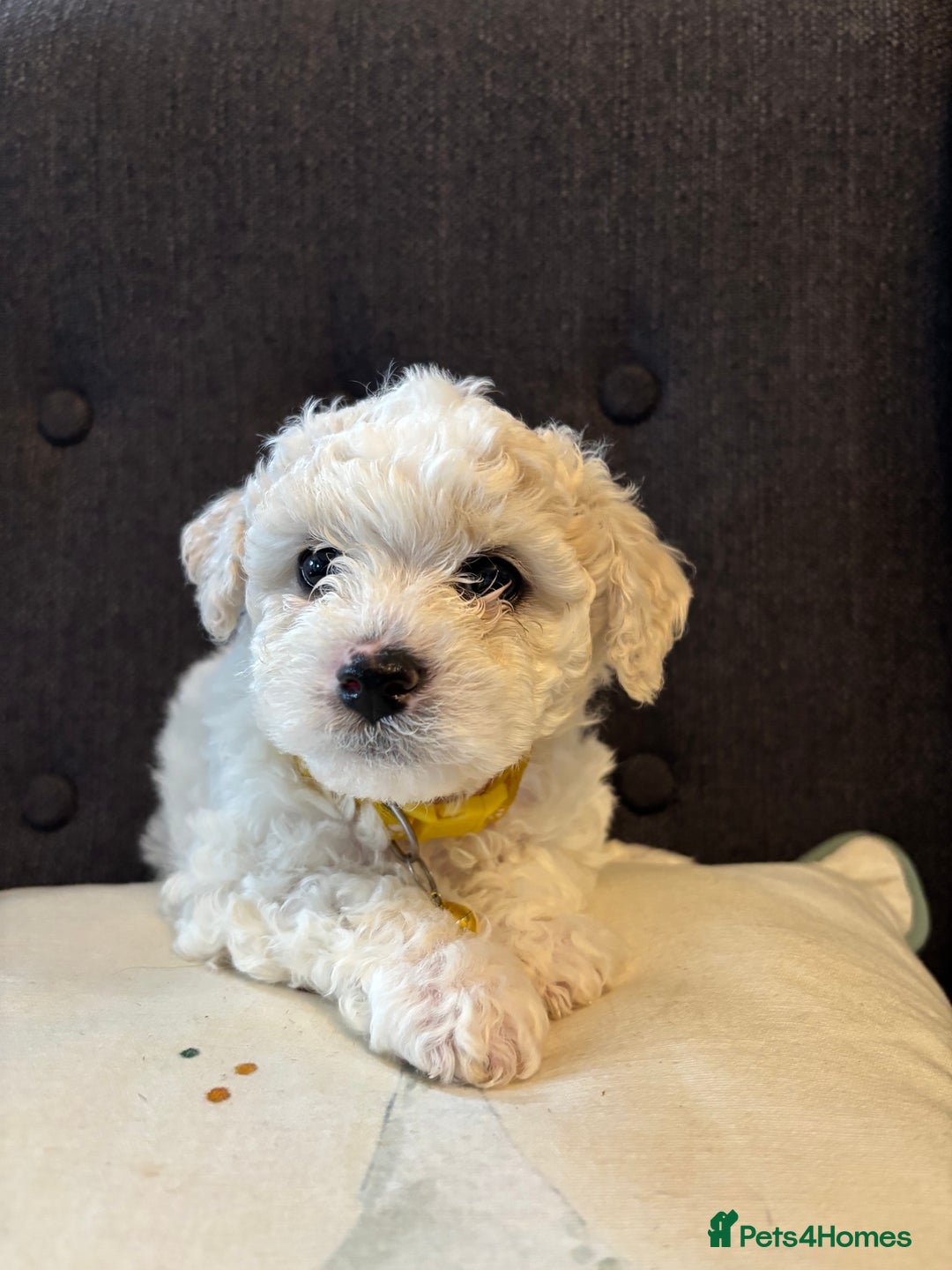 Bichon Frise dogs for sale: Bichon Frise Pups - Image 5