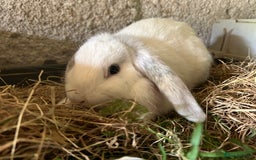 Dwarf Lop rabbits for sale: Dwarf lops - Image 2