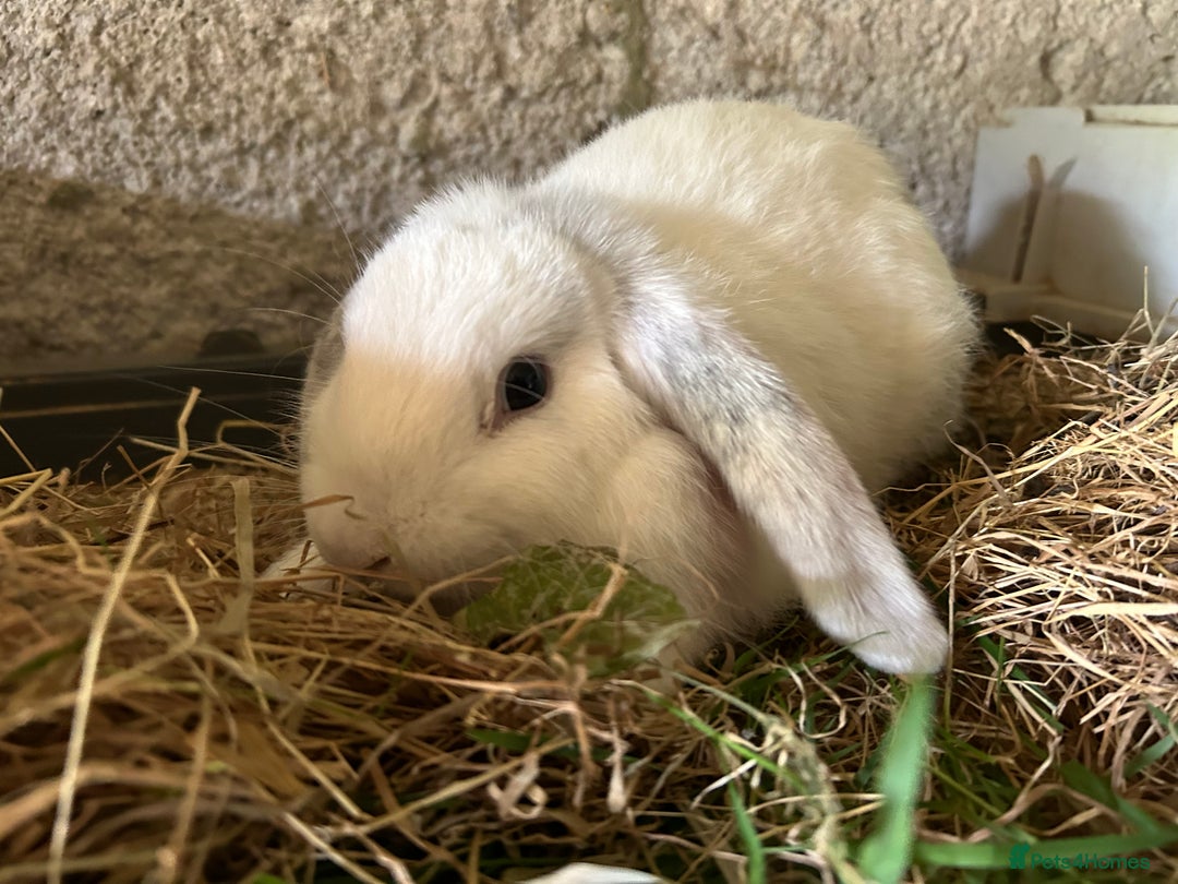 Dwarf Lop rabbits for sale: Dwarf lops - Image 2