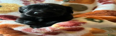 Mixed Breed 8