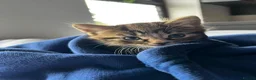 Mixed Breed cats for sale: Beautiful tabby kitten  - Advert 4