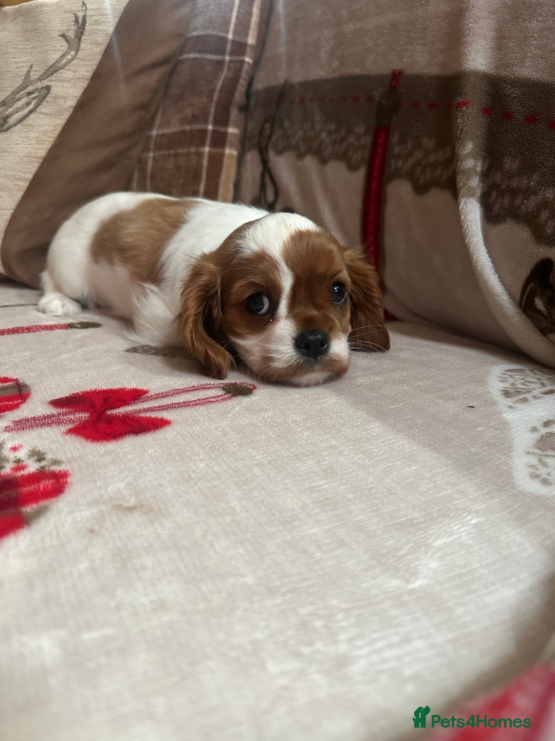 Cavalier King Charles Spaniel dogs for sale: Cavalier King Charles Spaniel  - Advert 25