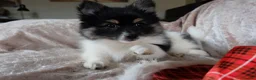 Mixed Breed dogs for sale: Gorgeous Pomeranian × Japanese Spitz Puppies in Falkirk - Advert 34