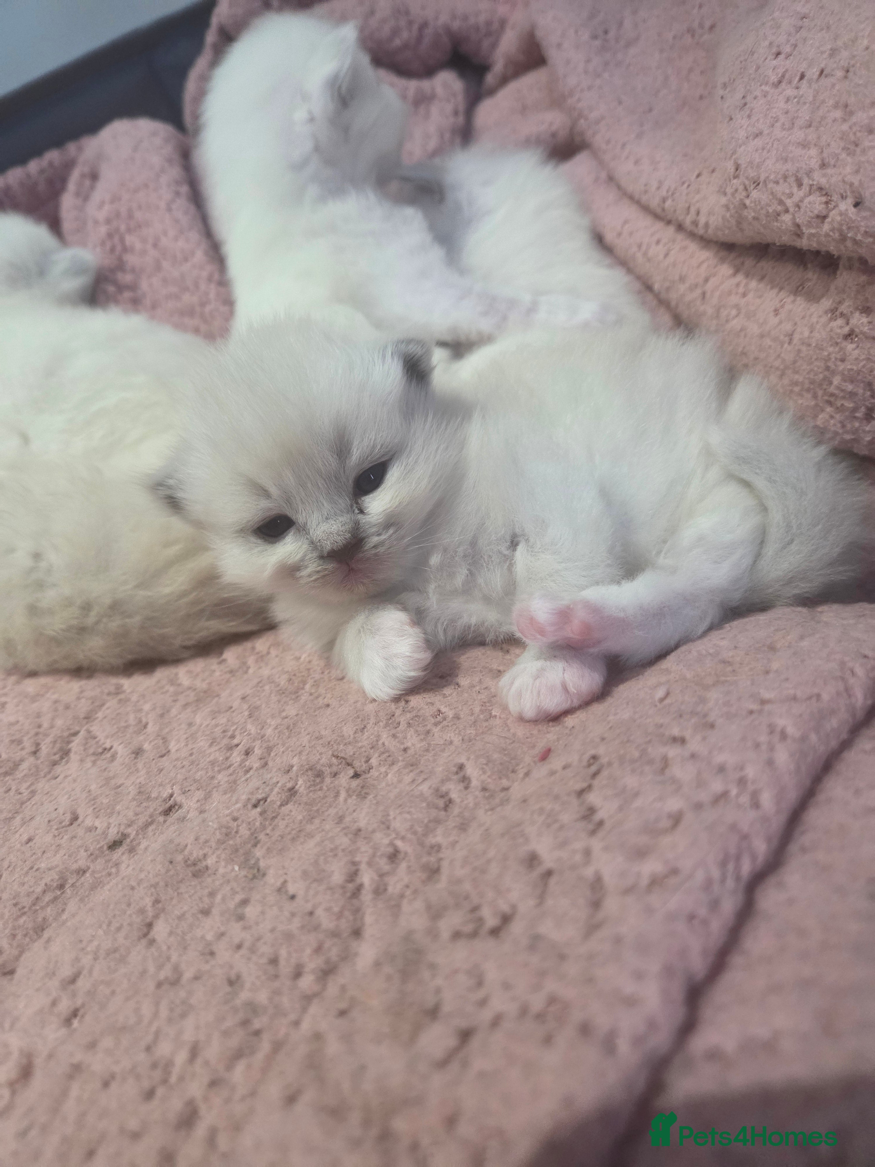 Ragdoll cats 5 fluffy chunky ragdoll babies for sale - Advert 5