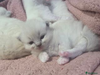 Ragdoll cats 4 fluffy, chunky ragdoll girls left - Advert 10