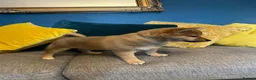 Japanese Shiba Inu dogs for sale: Pure bred Shiba Inu Puppies - Advert 6