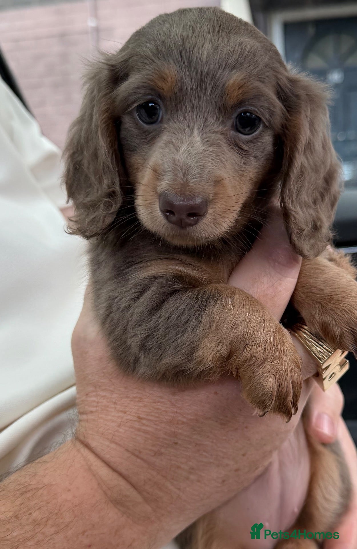 Miniature Dachshund dogs for sale: Miniature long haired dachshund puppies - Advert 2