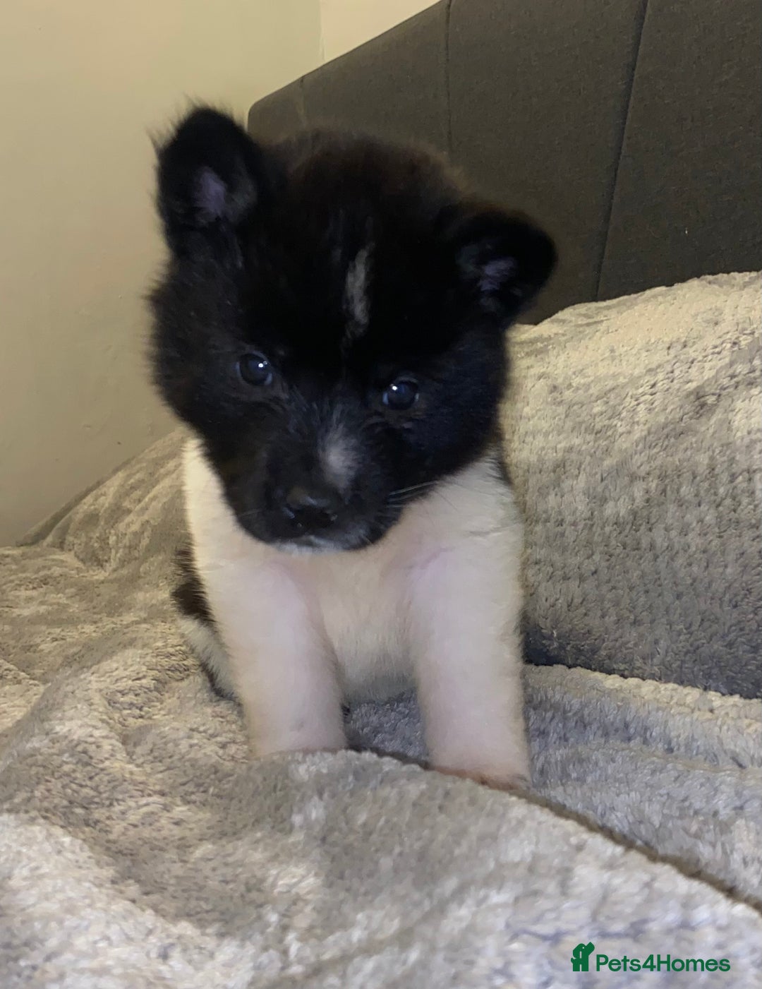 Akita dogs for sale: Beautiful American Akita Puppies 9 Boys 3 Females  - Advert 40
