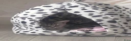 British Shorthair cats for sale: British shorthair tabby kittens  in Scunthorpe - Advert 12