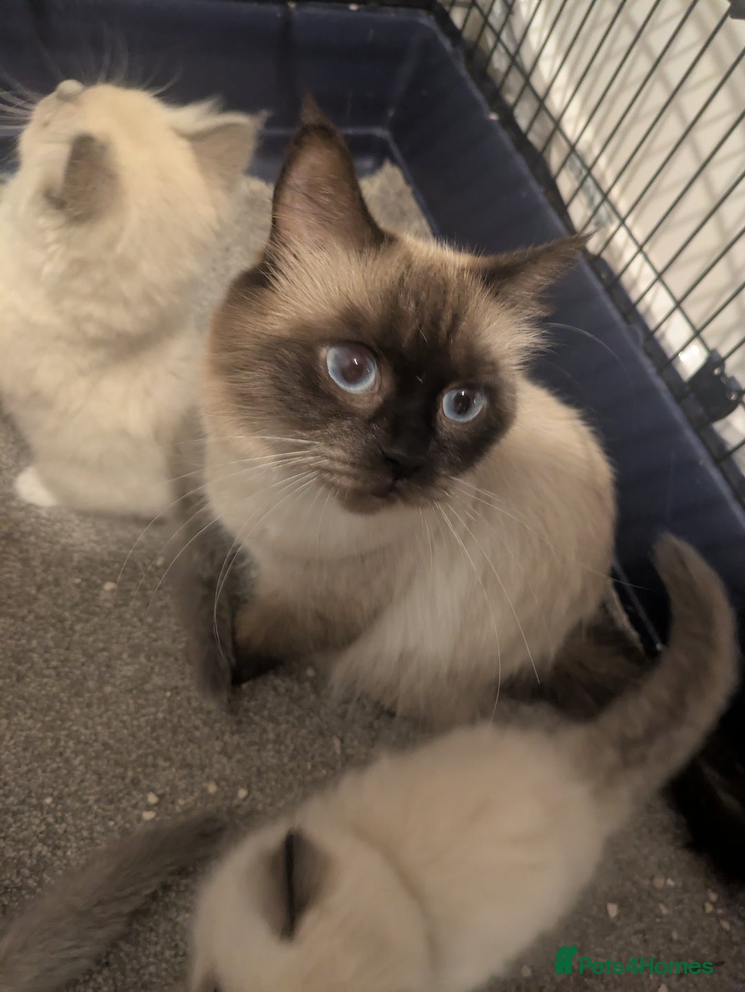 Ragdoll cats for sale: Colour point kittens - Image 7