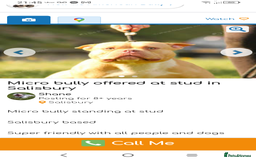 American Bully dogs for sale: American pocket bully  - Image 12