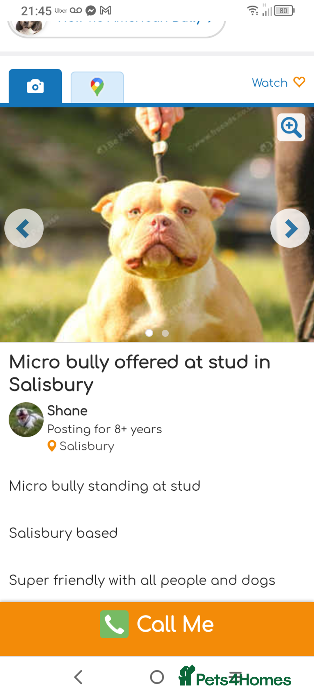 American Bully dogs for sale: American pocket bully  - Image 12