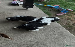 Shih Tzu dogs for sale: Imperial shih tzus ready now - Image 3