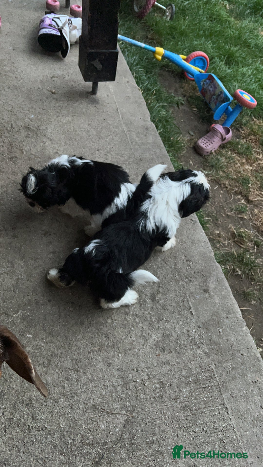 Shih Tzu dogs for sale: Imperial shih tzus ready now - Image 3