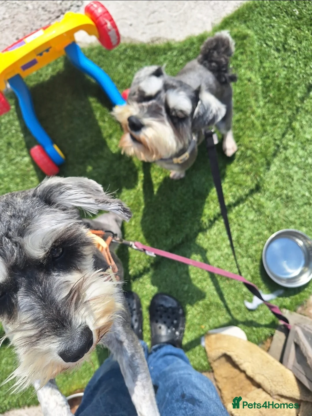 Miniature Schnauzer dogs for sale:  Miniature Schnauzer - Advert 7