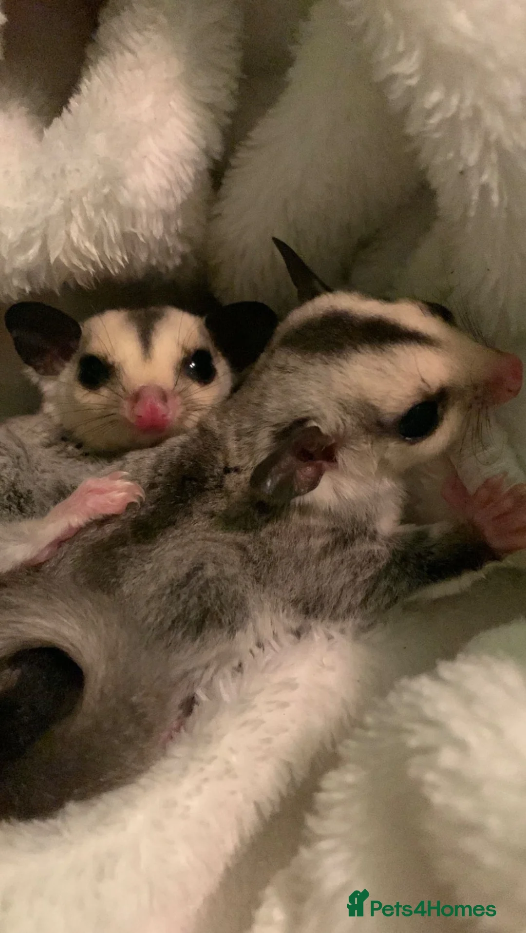 Sugar Glider rodents for sale: 2 Male Sugar Gliders – Brothers Tame + Full Setup in London - Advert 2
