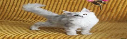 Maine Coon cats for sale: Pedigree Silver Shaded Beauties TICA Registered - Advert 5