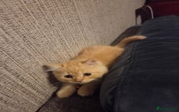 Scottish Fold cats for sale: !1 LEFT! BEAUTIFUL SCOTTISH FOLDS FOR SALE - Image 26