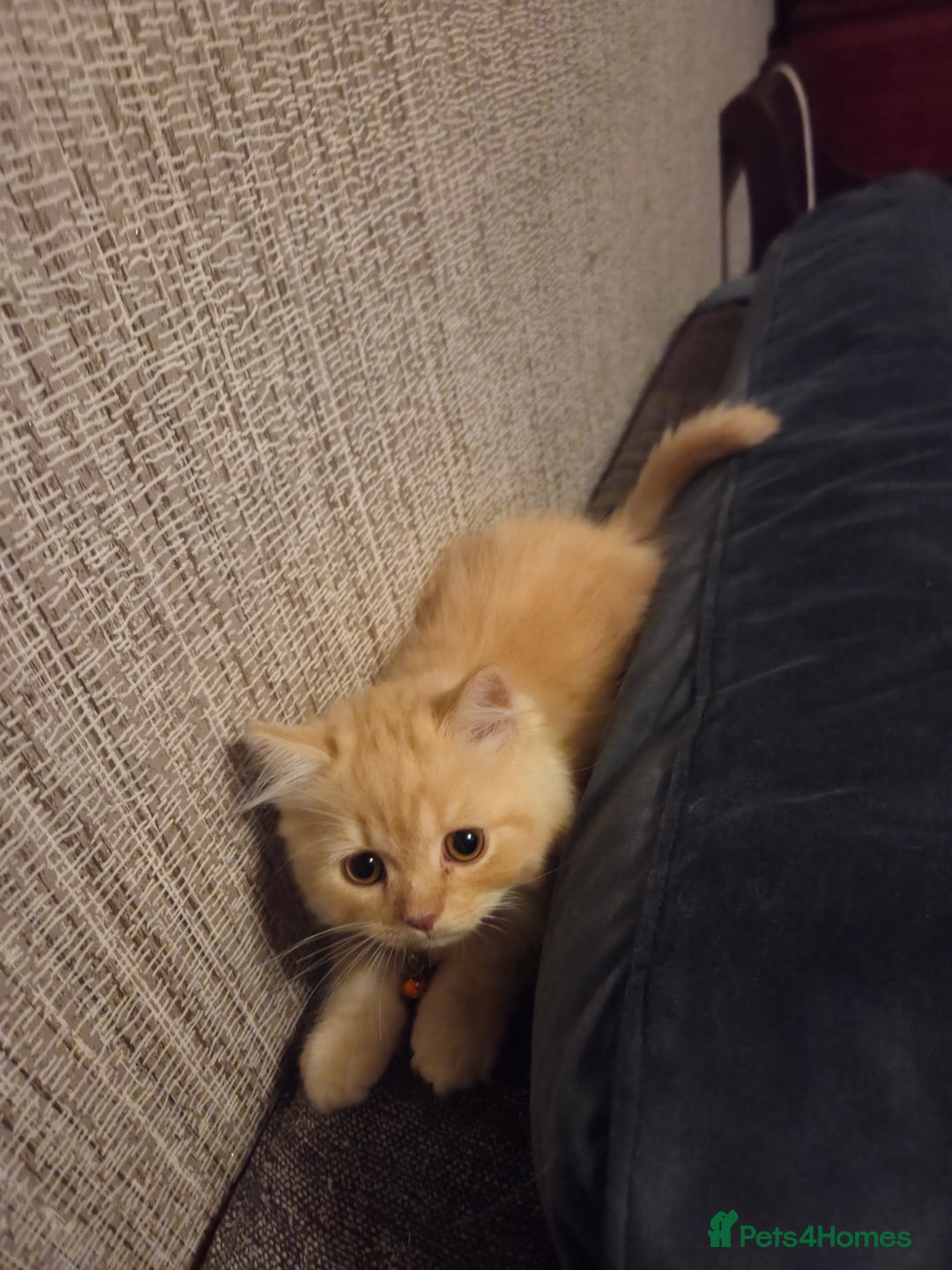 Scottish Fold cats for sale: !1 LEFT! BEAUTIFUL SCOTTISH FOLDS FOR SALE - Image 26