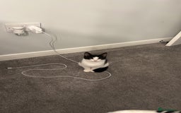 Domestic Shorthair cats for sale: Kitten looking for forever home - Image 4