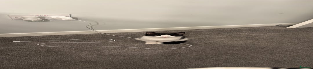 Domestic Shorthair Kitten 1