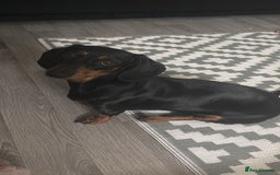 Dachshund dogs for sale: Lotty - Image 1