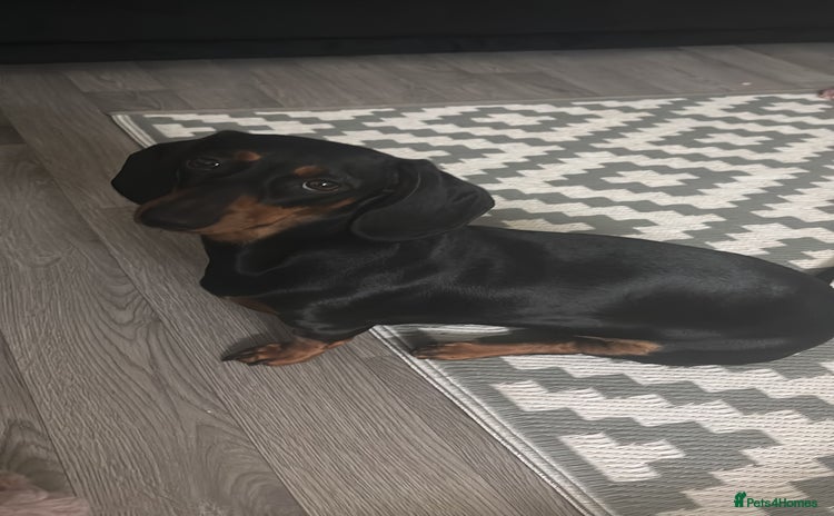 Dachshund dogs - Advert 14