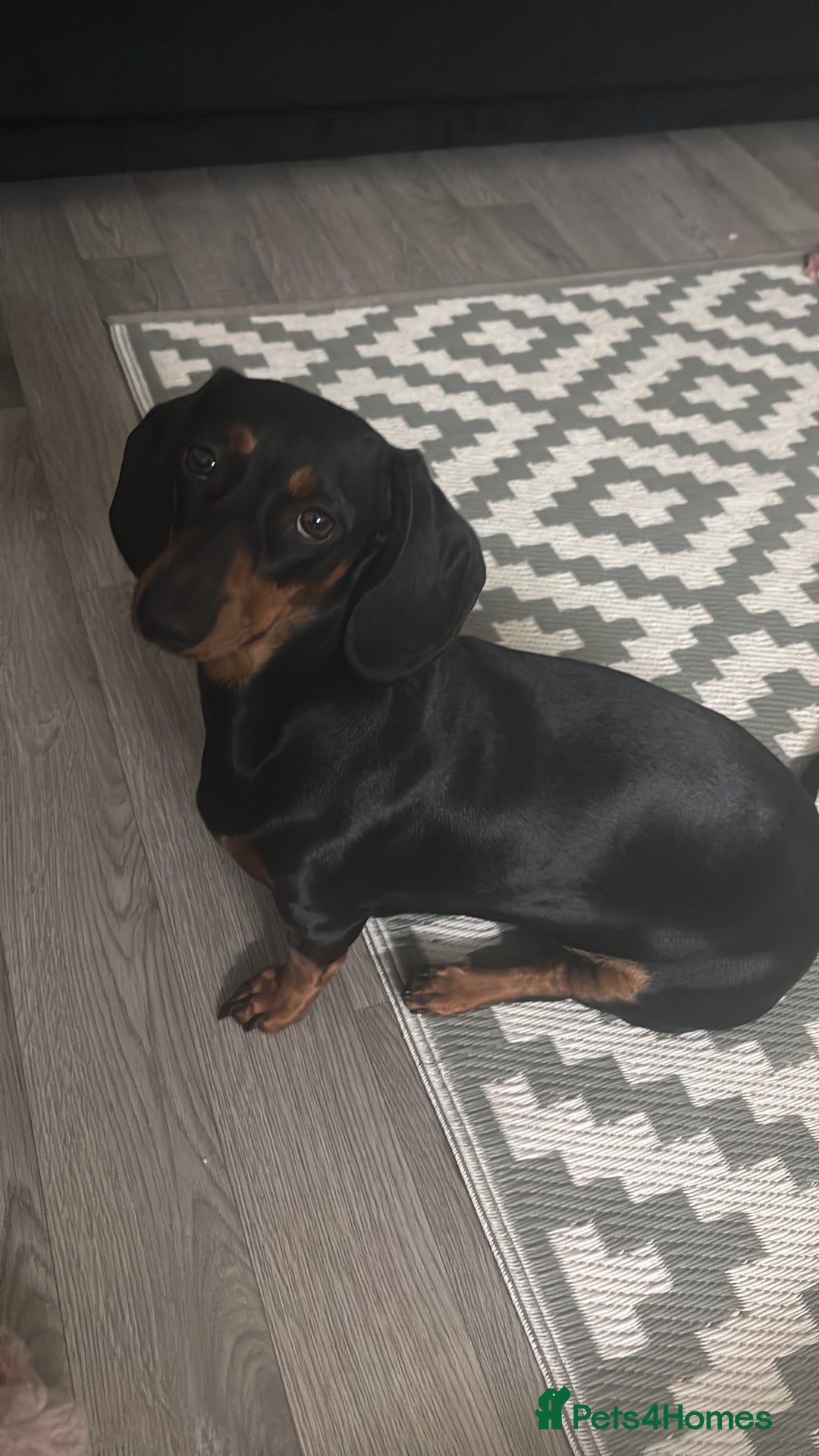 Dachshund dogs for sale: Lotty - Image 1