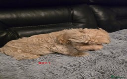 Maltipoo dogs for sale: MALTIPOO PUPPIES FOR SALE - Image 32