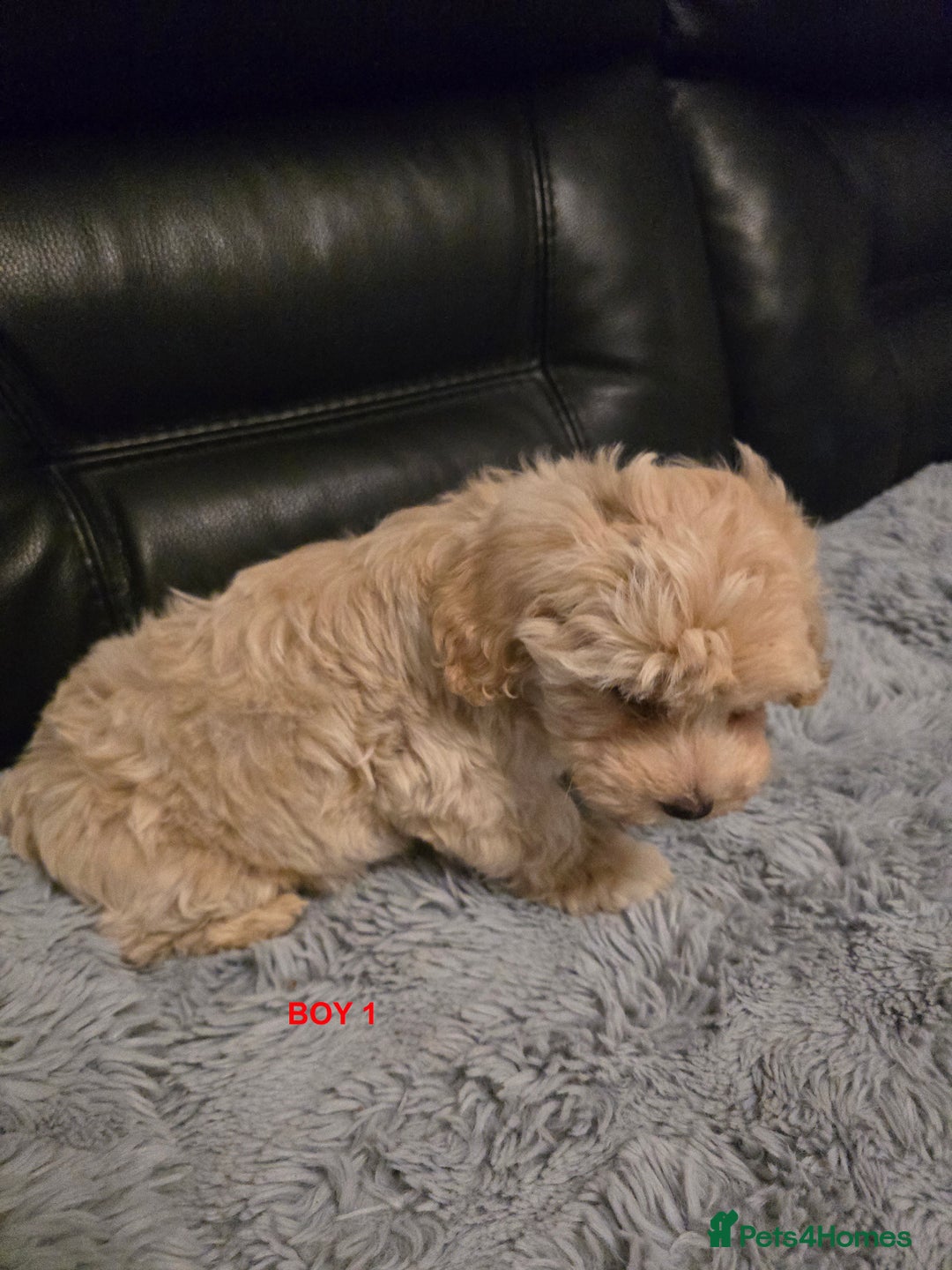Maltipoo dogs for sale: MALTIPOO PUPPIES FOR SALE - Image 32