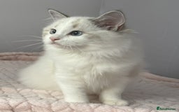 Ragdoll cats for sale: Playful Pedigree Ragdoll Kittens Available - Image 12