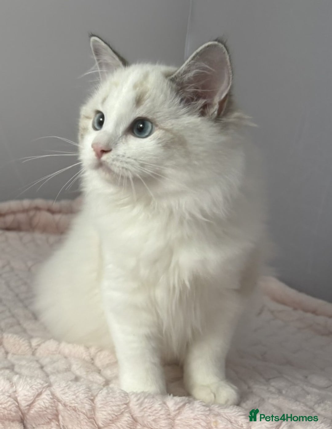Ragdoll cats for sale: Playful Pedigree Ragdoll Kittens Available - Image 12