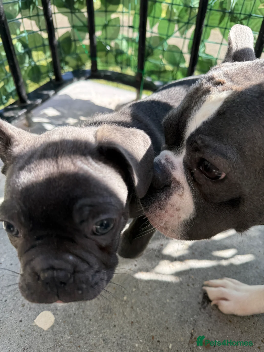 Mixed Breed dogs for sale: Frenchie x Boston 2 lilac/brindle 1 blue  - Advert 1