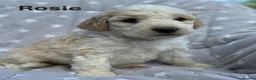 Bernedoodle dogs for sale: Bernedoodle puppies. F1b. Home reared, DNA tested  - Advert 9