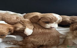 Cavapoo dogs for sale: One girl left has come available  - Image 31