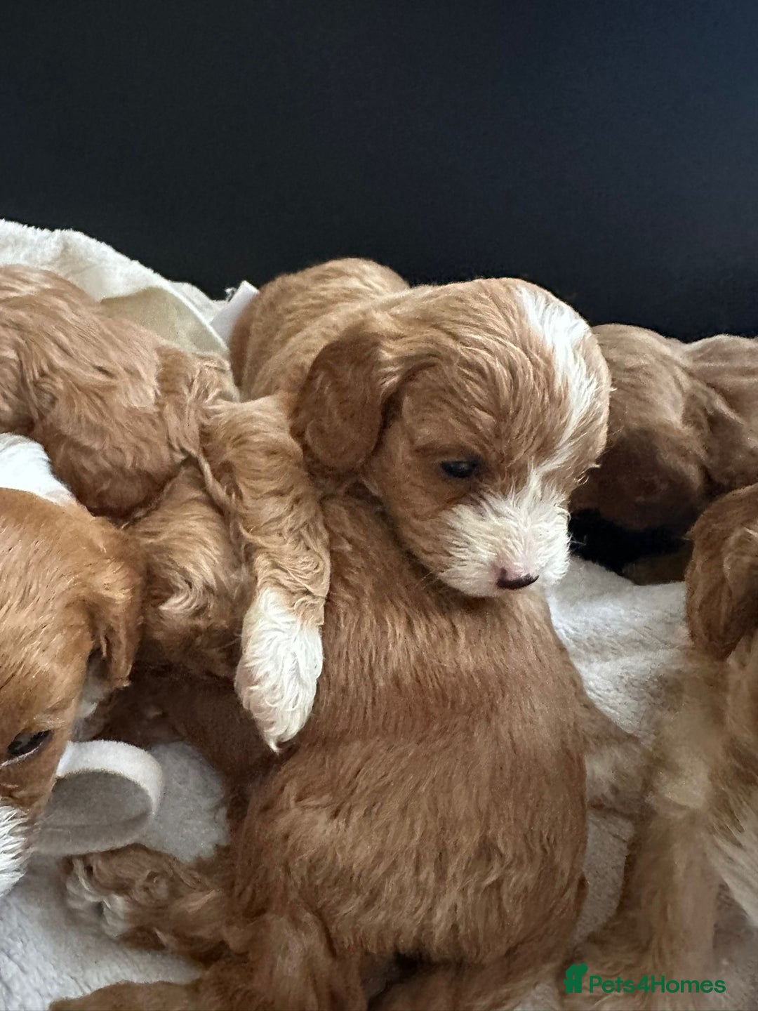 Cavapoo dogs for sale: One girl left has come available  - Image 31