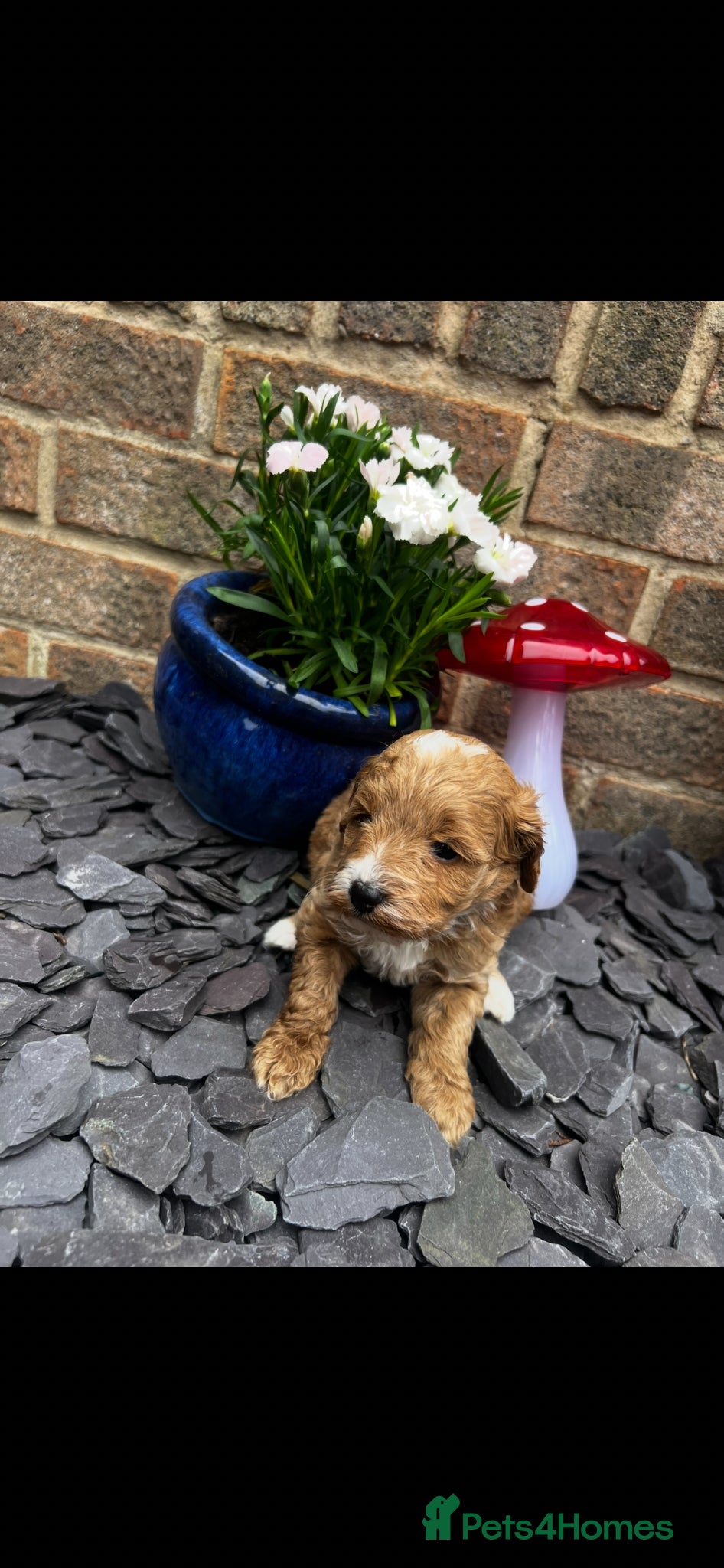 Cockapoo dogs F1b cockapoo for sale - Advert 2