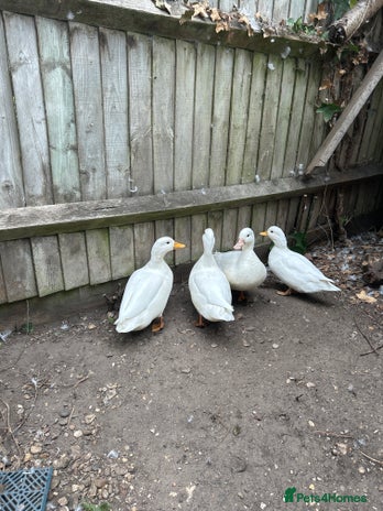 Mixed Breed birds - Advert 6