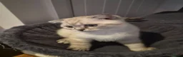 Scottish Fold cats for sale: Scottish Fold - Advert 3