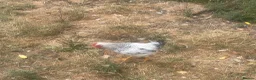 Chickens poultry for sale: Beautiful 3 month old cockerel for sale  in Melton Mowbray - Advert 3