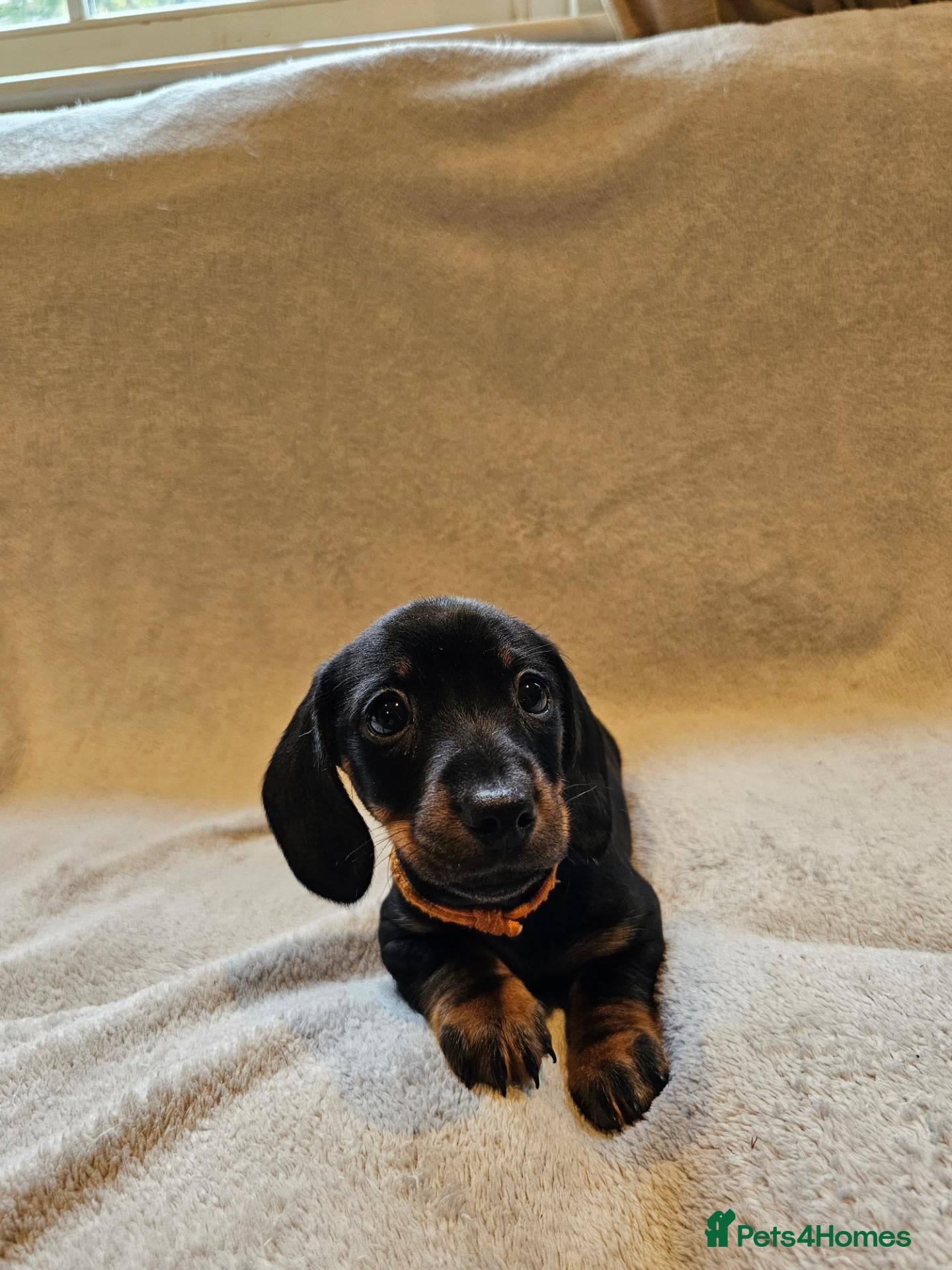 Dachshund dogs Pure Bred Dachshunds  - Advert 2